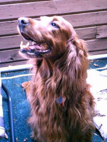 Justice - My beautiful girl