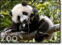 Panda - San Diego Zoo