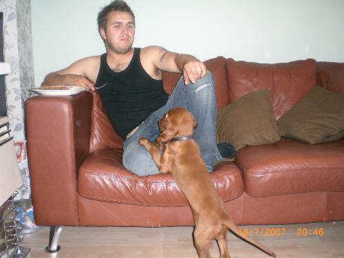 Travis - this is my Puppy Travis ( Irish red setter).