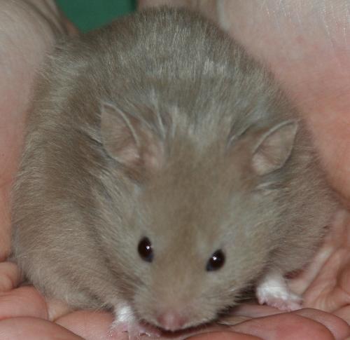 Hamster - Hamster Pet