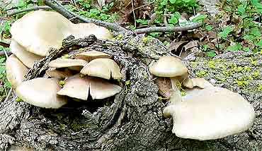 Oyster Mushroom - This is a picture of an Oyster Mushroom, which is edible and apparently has a faint taste of seafood.