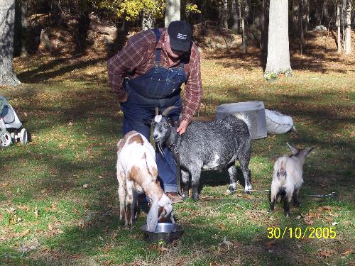 Loren with goats - Here is my husbands step-father with his goats. The first was a pygmy rescue that was supposed to be someone's dinner. The next was another rescue. Some guy's girlfriend made him get rid of the baby pygmy. They have now rescued 6 goats. 2 Pygmys, 2 Nubians, 2 Boers.