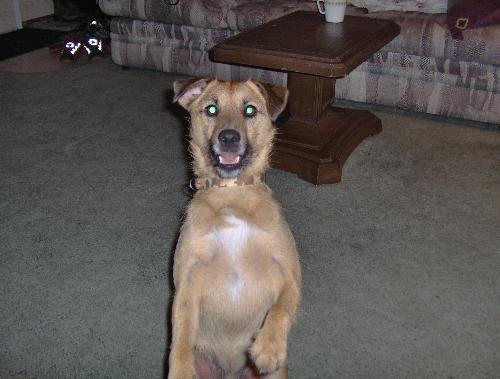 Pets - Jack Russel Terrier/Pomeranian