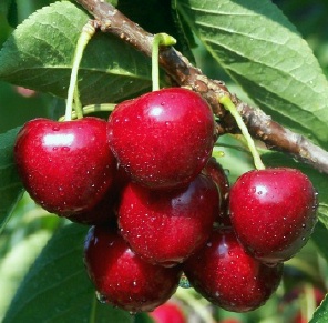 Cherry Tree - I really need to get a cherry tree!