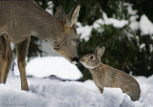 rabbit and deer - this is an amazing photo. everyone can be friends with a bunny