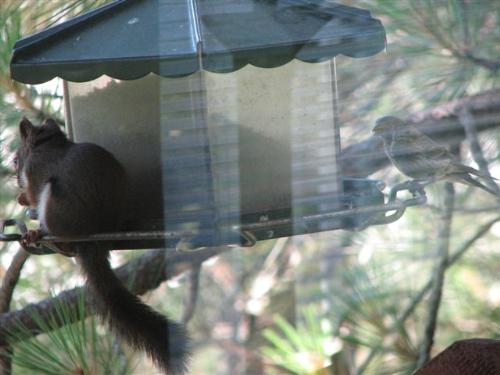 Squirrel & Bird - why yes I share, you stay on your side and I on mine