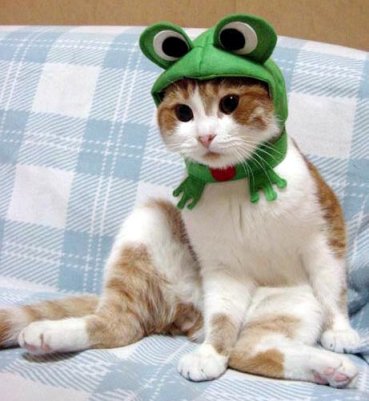 Cute Cat - Cute cat with its hat, wuuh... really cuteee