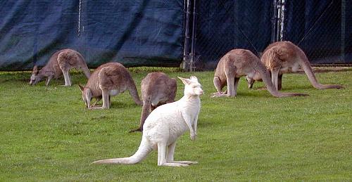 white kangaroo!!!! - have you guys heard of this white kangaroo????