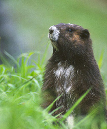 Do you know what is a marmot???? - Marmot is a hibernating animals. some traditions are there which says they can predict weather... but can this be true????