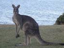 Kangaroo Life - kangaroo are the amazing creature in the world,not because they are found only in Australia but because fo many other reasons like:1)they keep their yong ones in the bag near the stonach, 2)they can run using two feet and that to very fast, 3)they dont mess with any animal in the jungle.