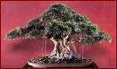 Bosai tree - Bosai tree is good