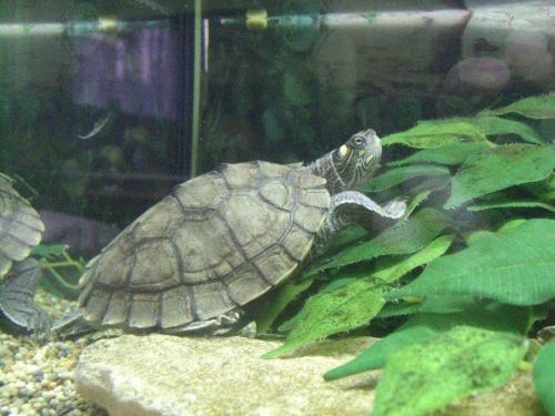 My Turtle - This is one of my turtles, his name is Jimmay.