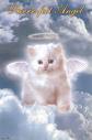 angel - angel kitten