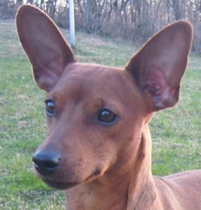Miniature Pinscher - Miniature Pinscher, Tangetoppen's My Johnny Depp In Red