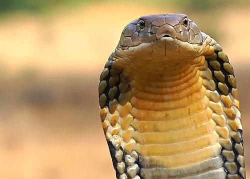 king cobra - King cobra .. the largest venomous snake..!!!