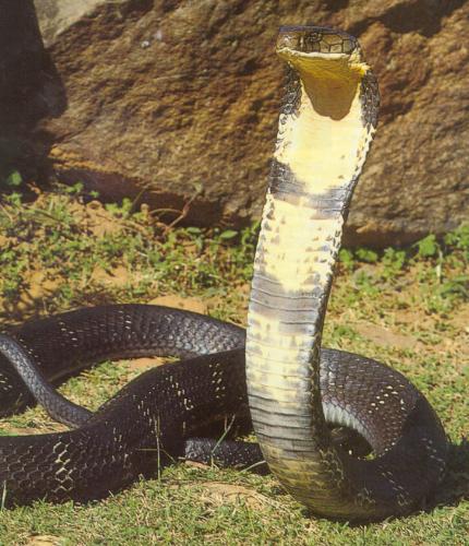 king_cobra_1 - KIng cobra the largest venomous snake..!!