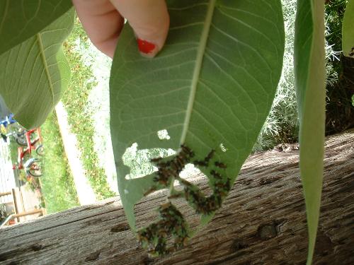 Caterpillars galore!  - This is what we found under just one leaf of our milkweeds. My kids are so excited.