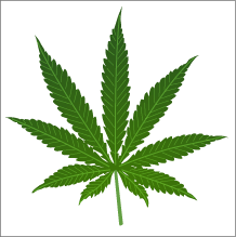 Cannabis Sativa - Leaf of Cannabis Sativa