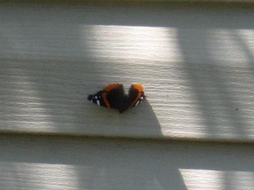 Monarch - Beautiful creatures to watch all the time.