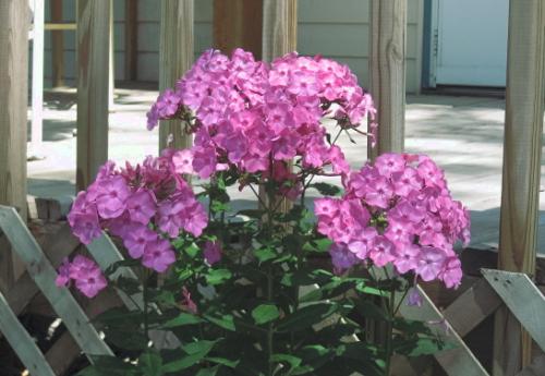 Phloxx - I have a clump of 5 plants and will be spreading/seperating them this fall. Very beautiful ground cover Phloxx - I have a clump of 5 plants and will be spreading/seperating them this fall. Very beautiful ground cover