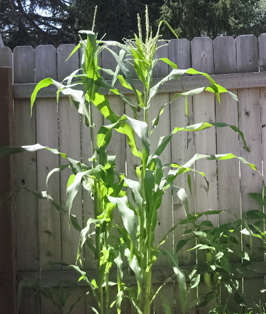 My Corn Stalks - It&#039;s looking good for a first timer growing corn I feel.