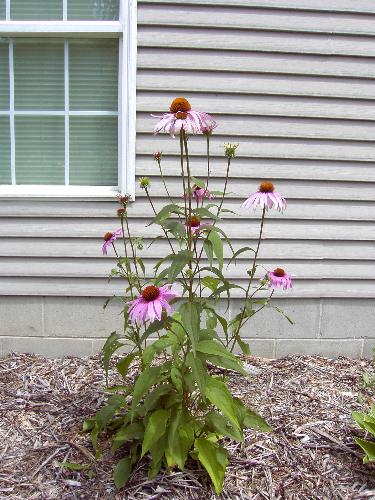 Echinacea 'Ruby Star' - This is Echinacea 'Ruby Star' I planted it in memory of my grandma which is named Ruby.