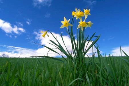 Flowers in Grass - Flowers in green grass and blue sky