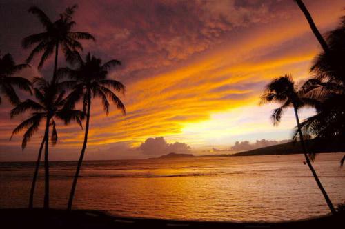 Hawaiian Sunset - Orange Hawaiian sunset with palm trees on the beach