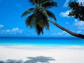 Crystal Clear Hawaiian Beach - White sandy Hawaiian beach with a palm tree hanging diagonally over crystal clear bright blue water