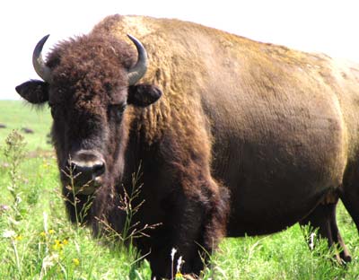Bison - A bison in Oklahoma.