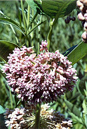 a beatiful milkweed plant  - too beautiful to be called a weed