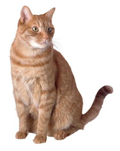 Cat - Picture of a cat; example of what I did at the Humane Society as a volunteer