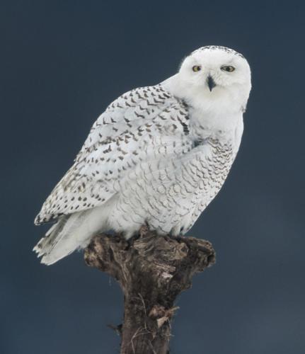 A picture of a snowy owl - a snowy owl picture A picture of a snowy owl - a snowy owl picture