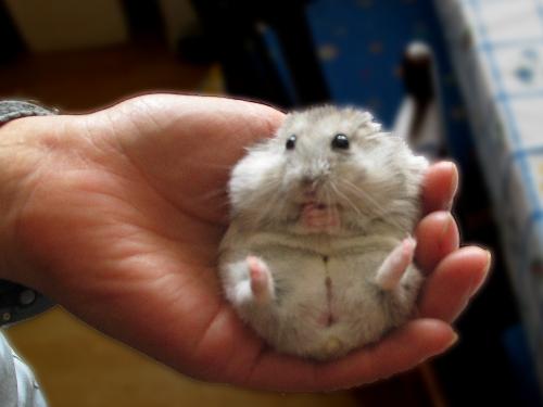 Hamster - Hamster Max
