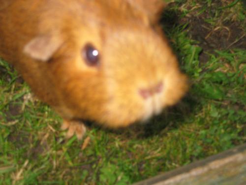 Brambles - Sadly deceased