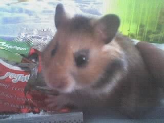 Isabelle hamster - this is my old hamster Isabelle