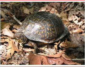 Box turtle - The Eastern Box Turtle is almost entirely terrestrial, spending the majority of its life on land. Box turtles tend to be most active during morning hours before the heat of the day sets in, and again in the evening when the weather cools down. However, this behavior can be affected by weather as they may also be observed during the cooler temperatures following a summer rain. During hot and dry weather, these turtles will occasionally seek out the shallows of pools, streams or lakes. When threatened or startled, box turtles may quickly withdraw their head, limbs and tail into their shell and “box up”, pulling the bottom of their shell up against the top. The onset of colder temperatures in October and November cause box turtles to seek shelter in shallow burrows where they will spend the majority of the coming months in winter dormancy. Spring emergence typically occurs during March and April.