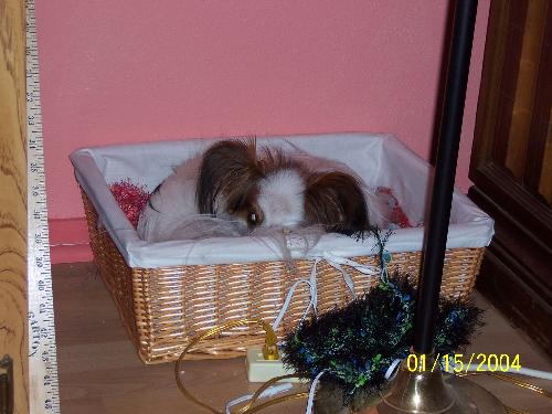 Petie  - Petie in on of his baskets, waiting for mom to get finished on the computer so we can go to bed. He did not appreciate his picture being snaped.