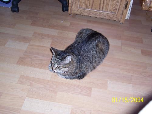 Sammie, waiting for mom to get off of myLot - Sammis waiting to got to bed, waiting for mom to get off of myLot. She is laying between Petie and Abigail to keep the peace. LOL