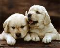 retrievers - two puppies lasying beside each other, one has its nmouth open. they are a golden colour
