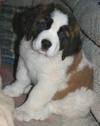 saint bernard - a saint bernard