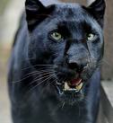 panther - a panther staring a camera