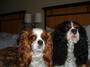 springer spaniels - I like these dogs.