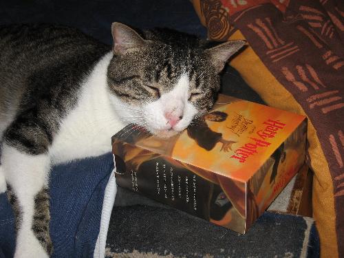 Booboo & the book (well cd&#039;s anyway) - Isn&#039;t that just like a cat to get "excited" by a new thing?