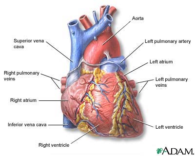 human heart - Amazing human heart, pumping to keep us alive