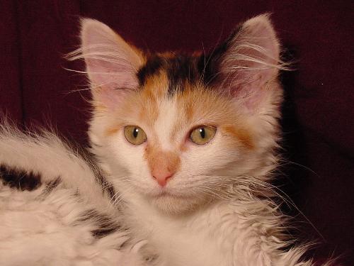 Sophie our new kitty - This is Sophie. We got her from the Deerpark Humane Society in Port Jervis. She is the best cat ever. She never scratches the kids and is a pleasure to have in the house!