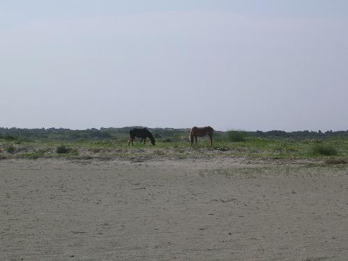 Wild Mustangs - Here are a couple of wild mustangs on the island of Shackleford, near the Outer Banks. They have wild horses on this island who take care of themselves. They are not fed by humans as they feed off of what is on the island. You are not allowed to touch these horses since they can be wild and can hurt people.