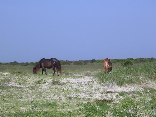 Wild Mustangs - Here is a closer look at these beautiful horses. These horses are calmer than the other ones they told us about.