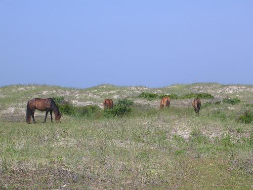 Wild Mustangs - Here is a group of other horses as we went on a guided tour of Shackleford Island. There are over a 100 horses on the island.