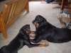 My two Rotti's - Simba(the female) and Satan (the male)in my garage